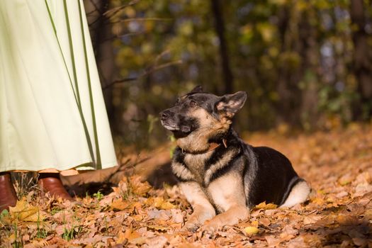 Lying mongrel dog in autumn forest near its master
