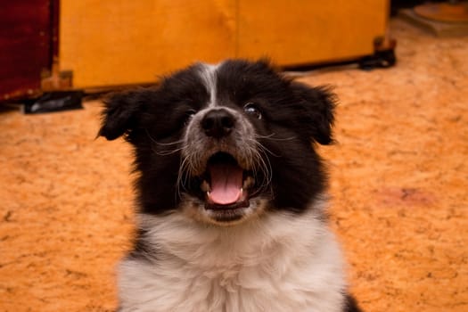 smiling samoed puppy in the room
