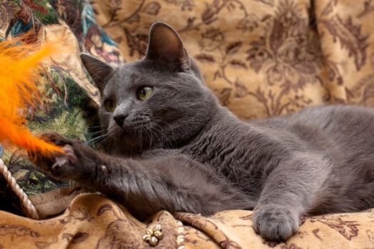 grey cat lying on gobelin play with ornge feather
