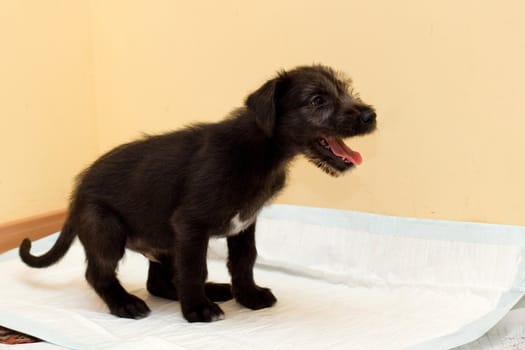 black puppy sitting dawn
