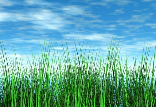 Grass bladed growing towards the sky