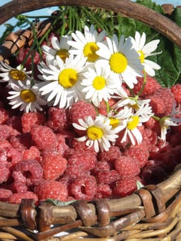 The image of a bouquet of camomiles on a raspberry in the big basket
