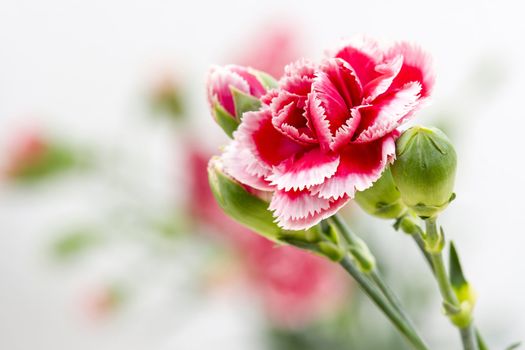 carnations