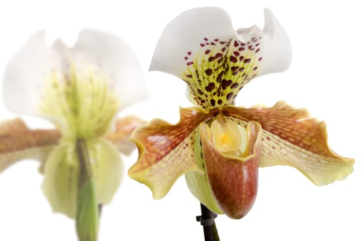 Close up of orchid (Paphiopedilum Maudiae) and vase on white background.