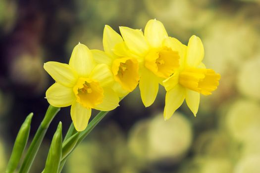 Yellow daffodils