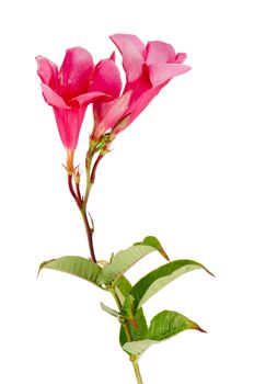 Beautiful pink hibiscus flower isolated on white background.