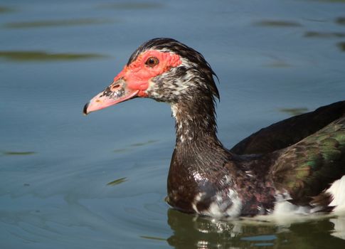 Muscovy duck swimming quietly on the water