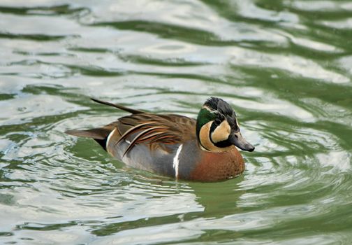 Baikal teal (anas formosa), also called the bimaculate duck or squawk duck floating on the water. This species was classified vulnerable till 2011 due to destruction of its winter habitat.