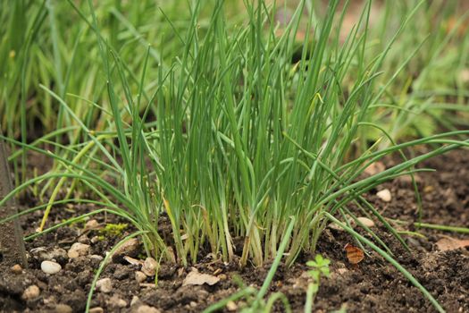 Close up of chives in the garden