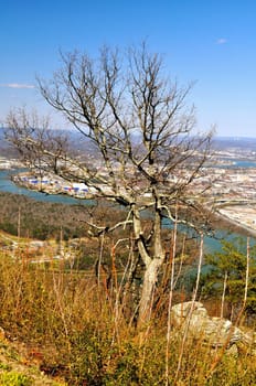 A tree towers over Chattanooga
