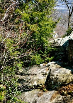 Trees and boulders
