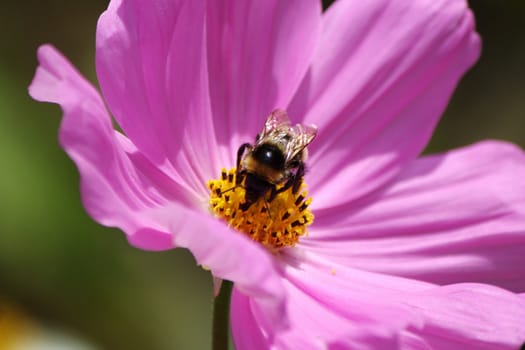 Bunblebee working on a beautiful violet flower by springtime