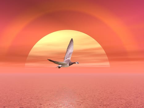 Black and white goose flying upon the ocean by beautiful sunset