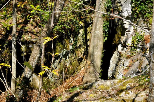 Rock City Forest
