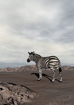 One zebra standing alone in the desert by cloudy day