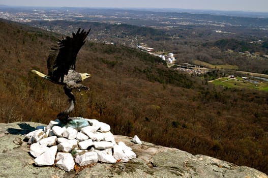Eagle overlooks Chattanooga
