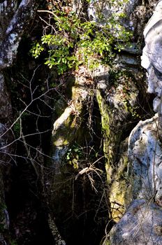 Trees and boulders
