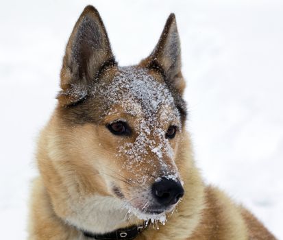 Muzzle of hunting dogs in the snow. Portrait