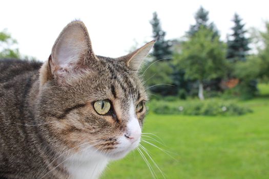 The cat sitting on a verandah watches the mouse 