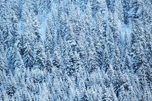 Close up on winter fir trees woods covered with fresh snow