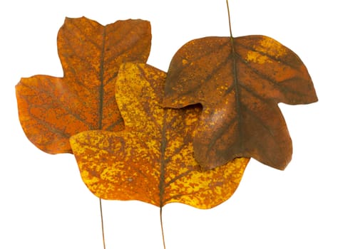 three autumn tuliptree sear leaves next to each other isolated on white background