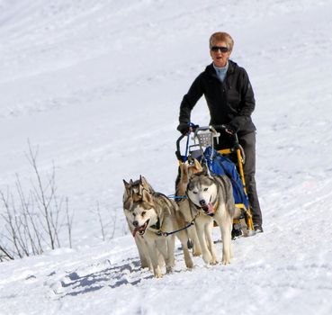 PLATEAU MOSSES - LA LECHERETTE - MARCH 10 : international race sled dogs on March 10, 2013 at plateau Mosses - La Lecherette, Switzerland.