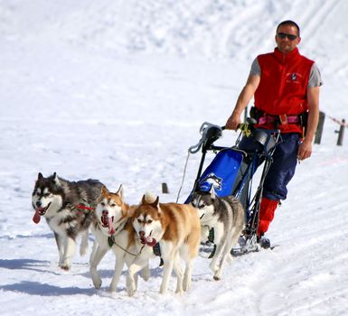 PLATEAU MOSSES - LA LECHERETTE - MARCH 10 : international race sled dogs on March 10, 2013 at plateau Mosses - La Lecherette, Switzerland.