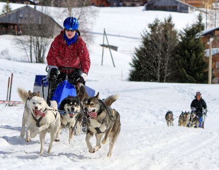 PLATEAU MOSSES - LA LECHERETTE - MARCH 10 : international race sled dogs on March 10, 2013 at plateau Mosses - La Lecherette, Switzerland.