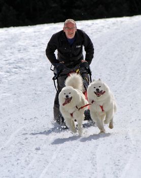 PLATEAU MOSSES - LA LECHERETTE - MARCH 10 : international race sled dogs on March 10, 2013 at plateau Mosses - La Lecherette, Switzerland.