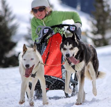 PLATEAU MOSSES - LA LECHERETTE - MARCH 10 : international race sled dogs on March 10, 2013 at plateau Mosses - La Lecherette, Switzerland.