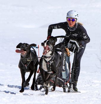 PLATEAU MOSSES - LA LECHERETTE - MARCH 10 : international race sled dogs on March 10, 2013 at plateau Mosses - La Lecherette, Switzerland.