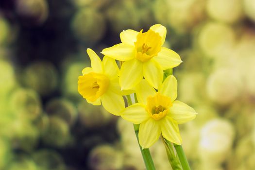 Yellow daffodils