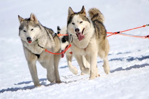 A husky sled dog team at work with tongue outside by winter day