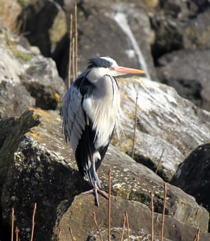 Quiet grey heron standing on a rock with its neck short as to minimize size not to been seen