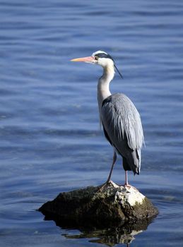Quiet grey heron standing on a rock in the middle of the water lake