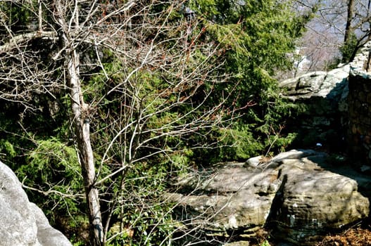 Trees and Rocks
