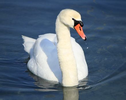 Beautiful white swan on the lake looking at the photographer with a drop out of its beak