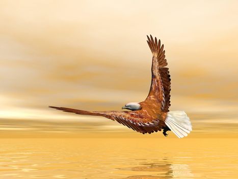 Beautiful eagle flying upon the ocean by sunset light