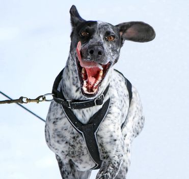 Portrait of a eurohound sled dog at work