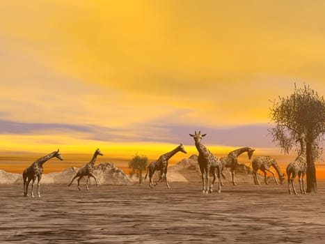 Herd of giraffes in the savannah by hazy sunset light