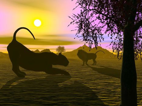 Shadow of a lion and a lioness in the savannah by sunset