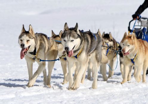 A husky sled dog team at work with tongue outside by winter day