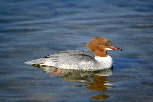 Gossander female duck floating on the water by sunset