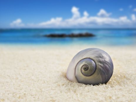 a Beautiful perfectly shaped sea shell on the beach