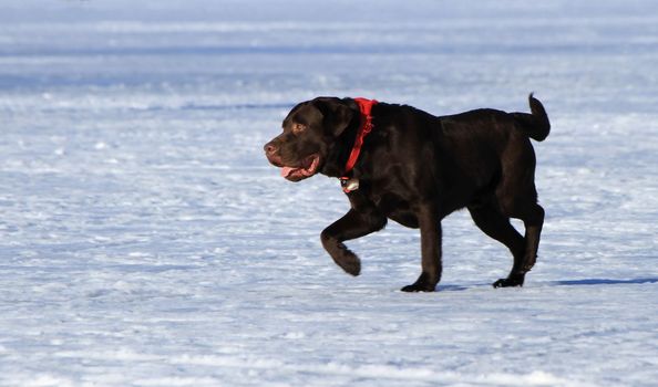 Black labrador retriever dog wearing red necklace and walking on the ice by sunset