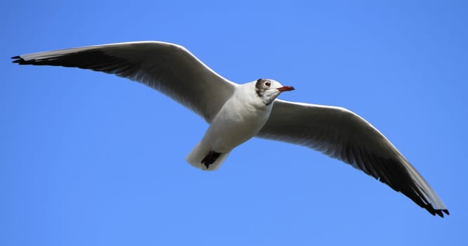 Black-headed gull with its typical winter black and white head flying in the blue sky