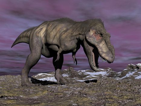 Agressive tyrannosaurus dinosaur walking in the desert by cloudy winter day with its mouth open showing his teeth