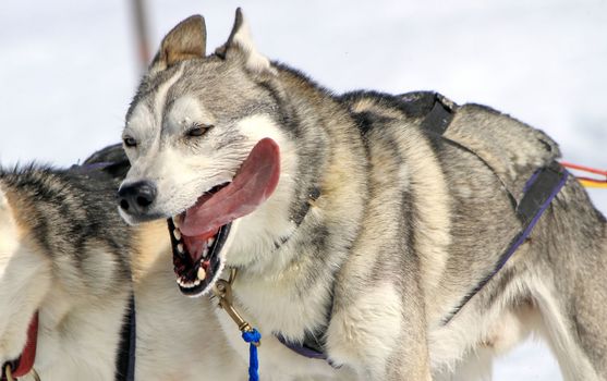 A husky sled dog team running fast with tongue outside by winter day