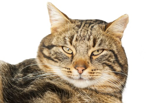 Cat portrait on the white background