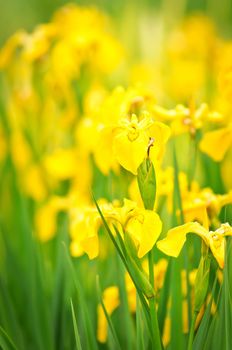 Yellow flowers on sunlight  in garden shot with small DOF